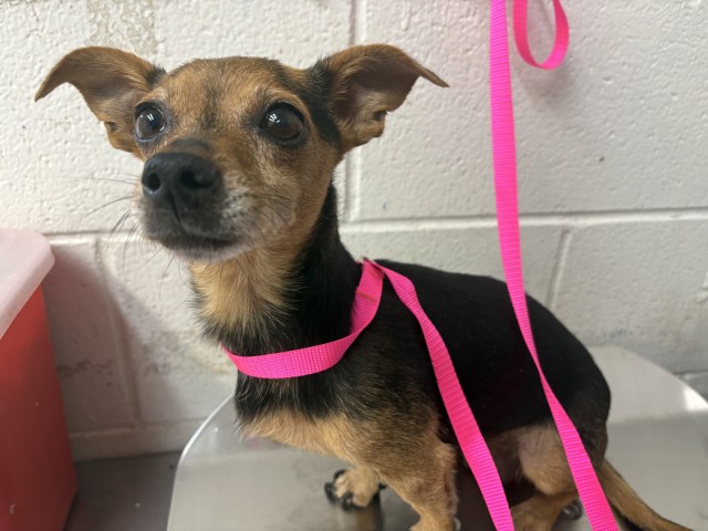 Shelter Stray Female Dog last seen MILL ST AND MT VERNON, 333 Chandler Pl, San Bernardino, CA 92408, USA