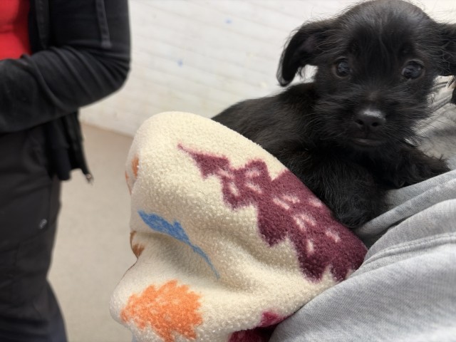 Shelter Stray Female Dog last seen MILL ST AND MT VERNON, 333 Chandler Pl, San Bernardino, CA 92408, USA