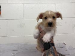 Shelter Stray Male Dog last seen MILL ST AND MT VERNON, 333 Chandler Pl, San Bernardino, CA 92408, USA