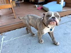 Found/Stray Male Dog last seen Mt. View ct and Birch in Concord, Concord, CA 94520