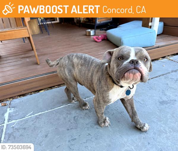 Found/Stray Male Dog last seen Mt. View ct and Birch in Concord, Concord, CA 94520