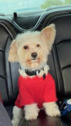 Reunited Male Dog last seen Sw 57th st 73119, Oklahoma City, OK 73119