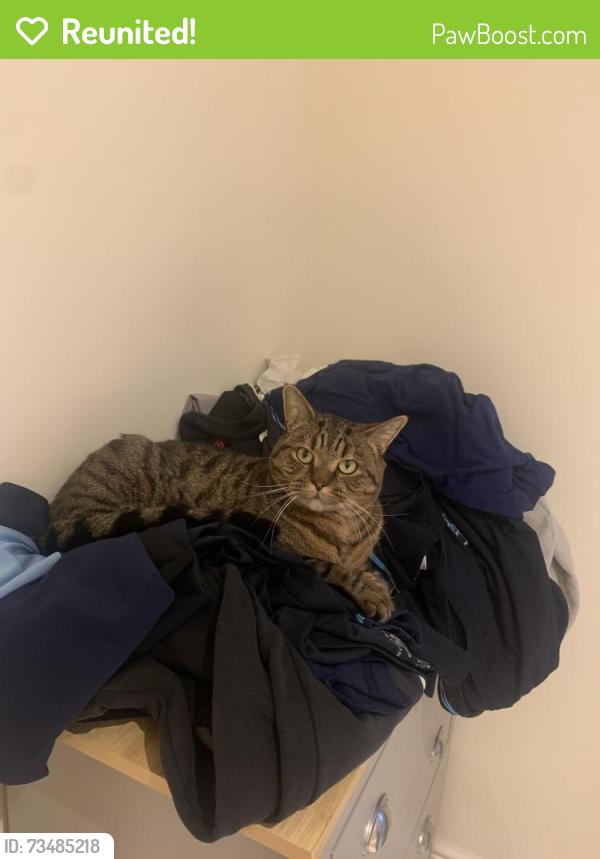 Reunited Male Cat last seen The Mount, Lisvane, Cardiff, Wales CF14 0FJ