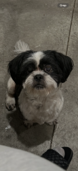 Lost Male Dog last seen On the entrance near the rocks by our hse 29500 highway 52, Keenesburg, CO 80643