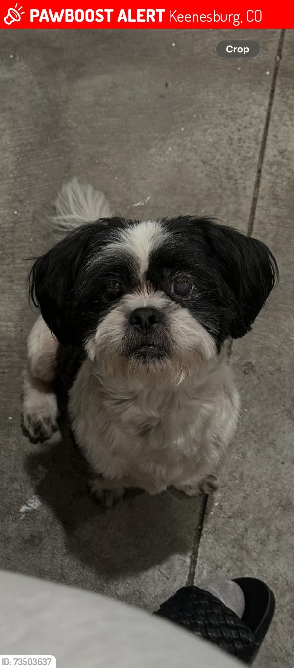 Lost Male Dog last seen On the entrance near the rocks by our hse 29500 highway 52, Keenesburg, CO 80643