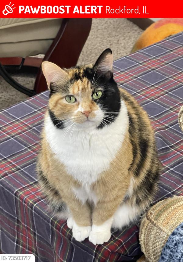 Lost Female Cat last seen Cerasus Drive and Mill Road, Rockford, IL 61108