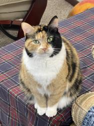 Lost Female Cat last seen Cerasus Drive and Mill Road, Rockford, IL 61108