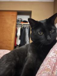 Lost Male Cat last seen Fortin Dr, Brooklyn, CT 06234