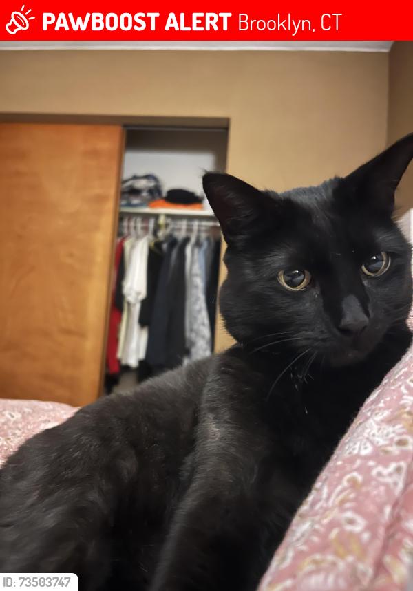 Lost Male Cat last seen Fortin Dr, Brooklyn, CT 06234