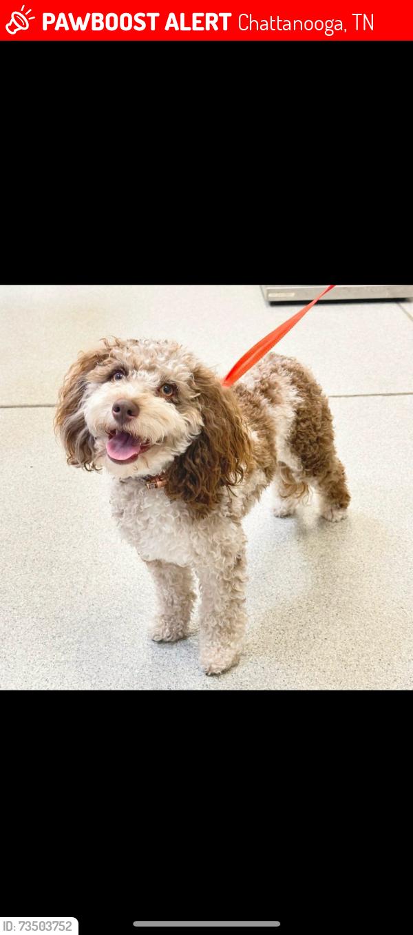 Lost Female Dog last seen Pennsylvania Avenue, Chattanooga, TN 37409