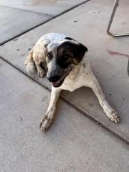 Found/Stray Unknown Dog last seen Golf Ranch Glendale, Glendale, AZ 85305