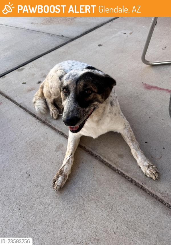 Found/Stray Unknown Dog last seen Golf Ranch Glendale, Glendale, AZ 85305