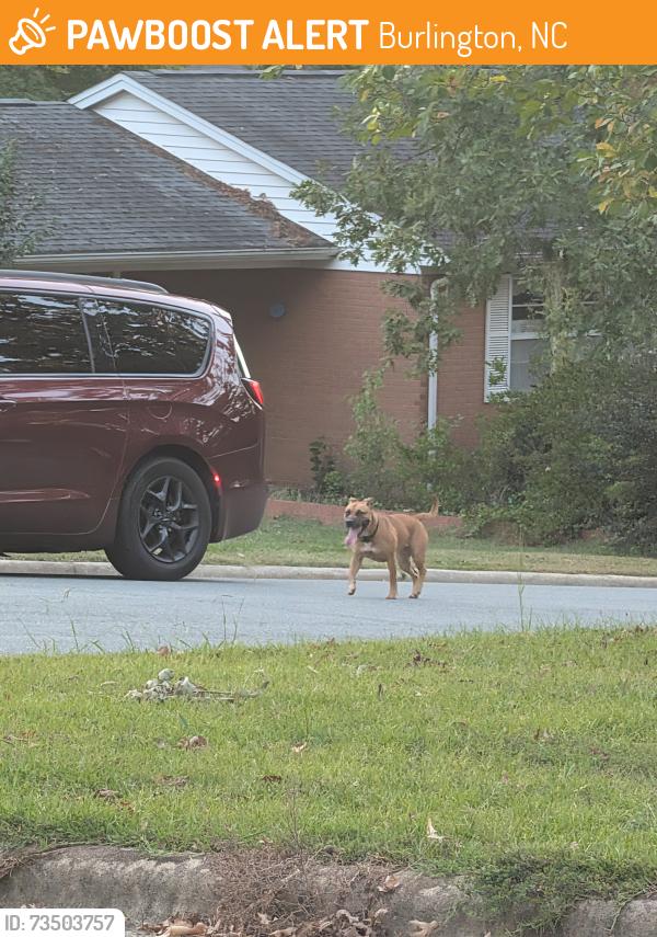 Found/Stray Unknown Dog last seen Seen running down the road with another blonde dog, Burlington, NC 27215