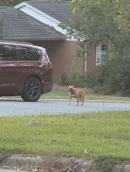 Found/Stray Unknown Dog last seen Seen running down the road with another blonde dog, Burlington, NC 27215