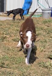 Shelter Stray Female Dog last seen Near Neuse Blvd, New Bern City Limits, NC, 1639 Old Airport Rd, New Bern, NC 28562, USA