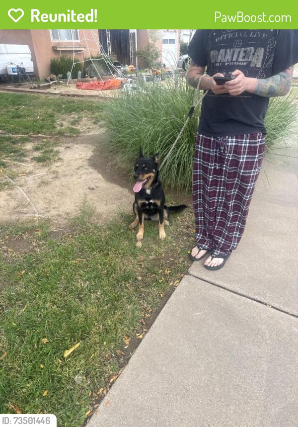 Reunited Female Dog last seen San Mateo menaul, Albuquerque, NM 87110