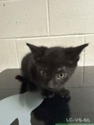 Shelter Stray Male Cat last seen Near Ashville Hwy, City of Knoxville GP, TN, 3201 Division St, Knoxville, TN 37919, USA