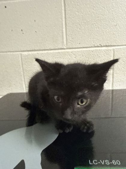 Shelter Stray Male Cat last seen Near Ashville Hwy, City of Knoxville GP, TN, 3201 Division St, Knoxville, TN 37919, USA