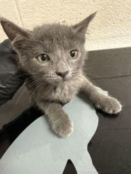 Shelter Stray Female Cat last seen Near Ashville Hwy, City of Knoxville GP, TN, 3201 Division St, Knoxville, TN 37919, USA