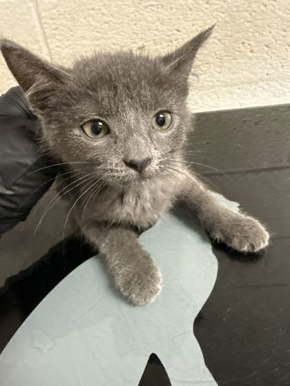 Shelter Stray Female Cat last seen Near Ashville Hwy, City of Knoxville GP, TN, 3201 Division St, Knoxville, TN 37919, USA
