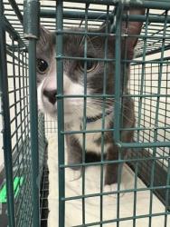 Shelter Stray Male Cat last seen Clairson Dr, Knox County GP, TN, 3201 Division St, Knoxville, TN 37919, USA