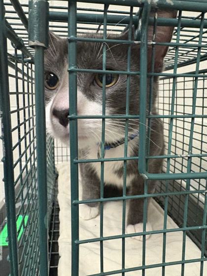 Shelter Stray Male Cat last seen Clairson Dr, Knox County GP, TN, 3201 Division St, Knoxville, TN 37919, USA