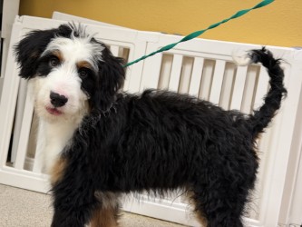 Shelter Stray Male Dog last seen Near block Mark Dr, 75150, TX, 1650 Gross Rd, Mesquite, TX 75149, USA