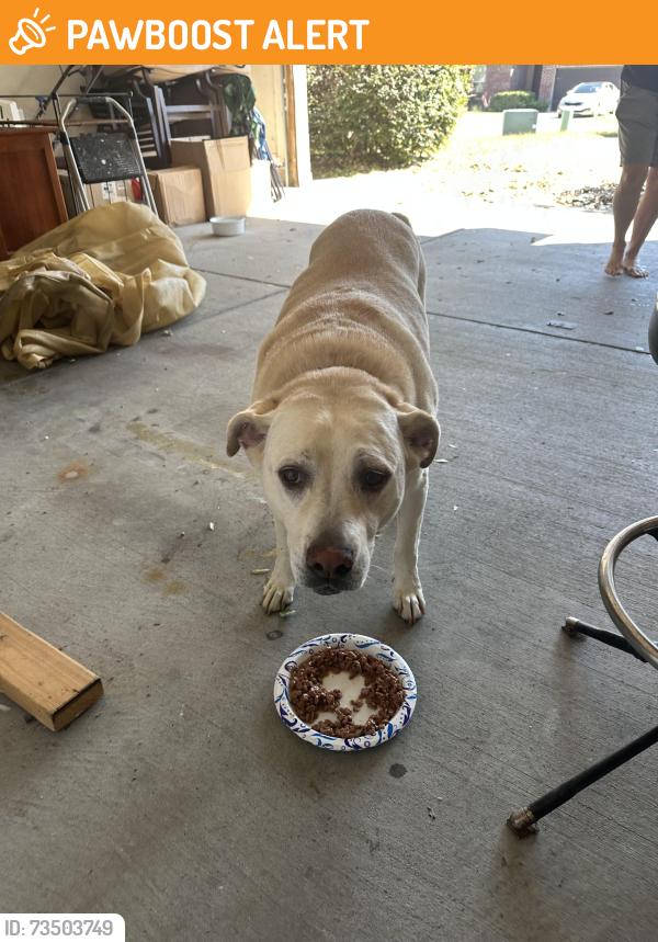 Found/Stray Male Dog last seen Chemstrand Rd, Escambia County, FL 32534