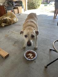 Found/Stray Male Dog last seen Chemstrand Rd, Escambia County, FL 32534