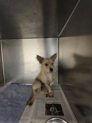 Shelter Stray Male Dog last seen Near bray st, Cedar Hill, TX, 1150 E Pleasant Run Rd, Cedar Hill, TX 75104, USA