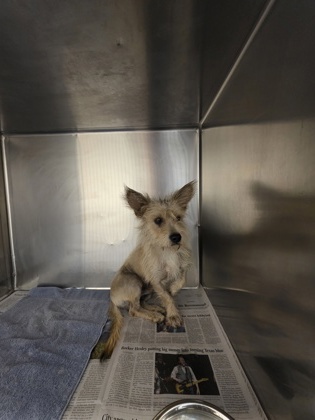 Shelter Stray Male Dog last seen Near bray st, Cedar Hill, TX, 1150 E Pleasant Run Rd, Cedar Hill, TX 75104, USA