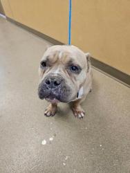 Shelter Stray Female Dog last seen Near blk of Blueridge Dr, Duncanville, TX, 1150 E Pleasant Run Rd, Cedar Hill, TX 75104, USA