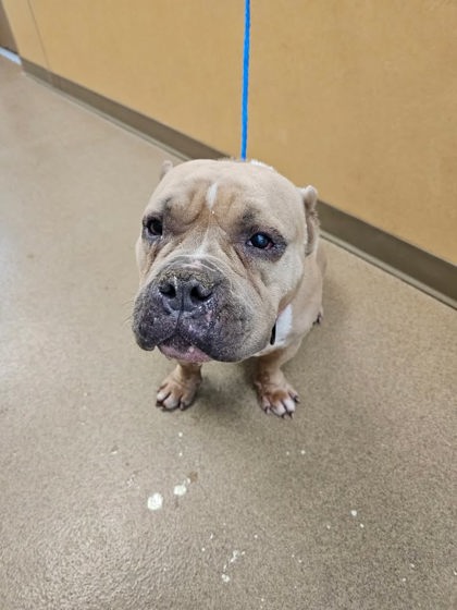 Shelter Stray Female Dog last seen Near blk of Blueridge Dr, Duncanville, TX, 1150 E Pleasant Run Rd, Cedar Hill, TX 75104, USA