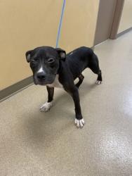 Shelter Stray Male Dog last seen 1100-blk. S. Main St., Duncanville, TX, 1150 E Pleasant Run Rd, Cedar Hill, TX 75104, USA