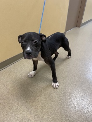Shelter Stray Male Dog last seen 1100-blk. S. Main St., Duncanville, TX, 1150 E Pleasant Run Rd, Cedar Hill, TX 75104, USA