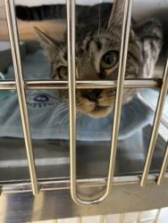 Shelter Stray Female Cat last seen Near 98th ave, Vero Beach, FL, 6230 77th St, Vero Beach, FL 32967, USA