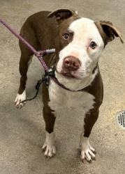 Shelter Stray Male Dog last seen Near Edgewood, 4th District, OH, 9203 Detroit Ave, Cleveland, OH 44102, USA