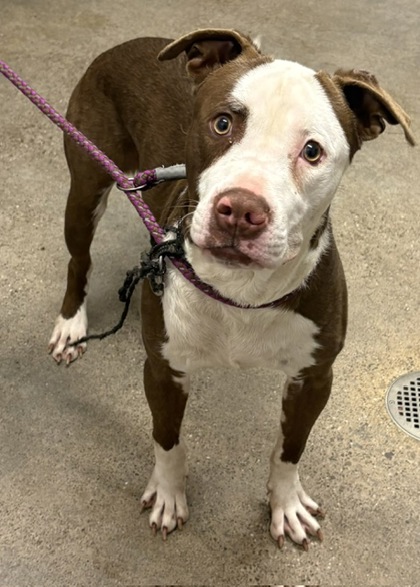 Shelter Stray Male Dog last seen Near Edgewood, 4th District, OH, 9203 Detroit Ave, Cleveland, OH 44102, USA