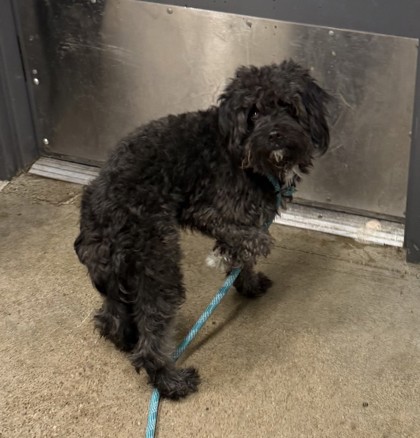 Shelter Stray Male Dog last seen Near Euclid, 3rd District, OH, 9203 Detroit Ave, Cleveland, OH 44102, USA