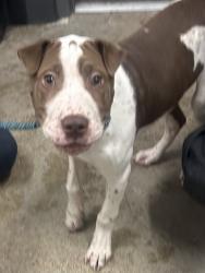 Shelter Stray Male Dog last seen Near W 47, 2nd District, OH, 9203 Detroit Ave, Cleveland, OH 44102, USA