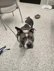 Shelter Stray Male Dog last seen Near West Rugby Avenue, College Park, GA, 1251 Fulton Industrial Blvd NW, Atlanta, GA 30336, USA