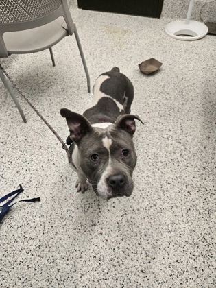 Shelter Stray Male Dog last seen Near West Rugby Avenue, College Park, GA, 1251 Fulton Industrial Blvd NW, Atlanta, GA 30336, USA