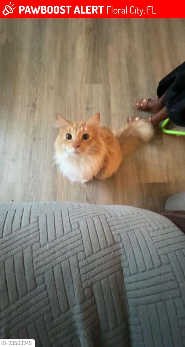 Lost Male Cat last seen He was last seen near East Okeechobee court, Floral City, FL 34436