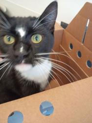 Shelter Stray Female Cat last seen Near Northwest Dr, Atlanta, GA, 1251 Fulton Industrial Blvd NW, Atlanta, GA 30336, USA