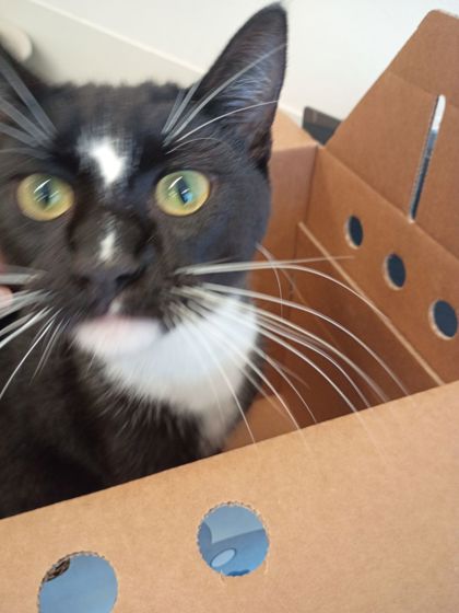 Shelter Stray Female Cat last seen Near Northwest Dr, Atlanta, GA, 1251 Fulton Industrial Blvd NW, Atlanta, GA 30336, USA