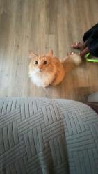 Lost Male Cat last seen He was last seen near East Okeechobee court, Floral City, FL 34436