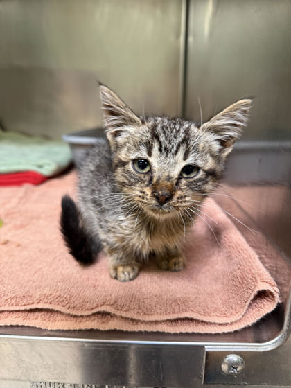 Shelter Stray Female Cat last seen Pick up from VEG, Oakland,, 1101 29th Ave, Oakland, CA 94601, USA