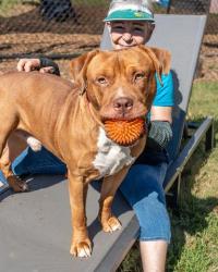 Shelter Stray Male Dog last seen , , GA, 3280 Chamblee Dunwoody Rd, Chamblee, GA 30341, USA