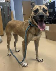 Shelter Stray Female Dog last seen Near Austin Park Lane, 30032, GA, 3280 Chamblee Dunwoody Rd, Chamblee, GA 30341, USA