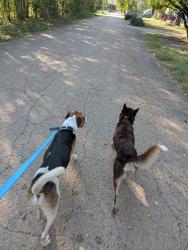 Reunited Unknown Dog last seen NW 18th & NW Furman Rd. Off Lower Silver Lake Rd., Topeka, KS 66618